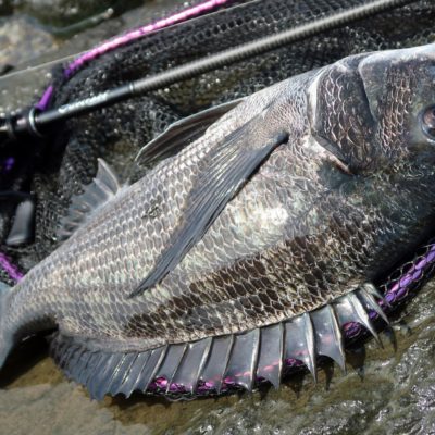 ブリームゲーム新時代 黒田健史の いろはにほへと